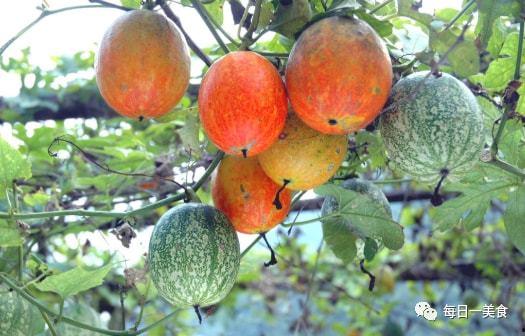梦见吃吊瓜种子,揭秘吃吊瓜种子的神秘寓意