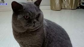 胖猫吃瓜,揭秘娱乐圈那些不为人知的幕后故事