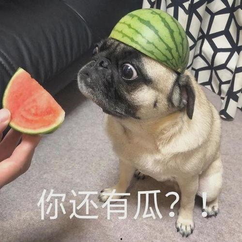 一手瓜吃瓜表情包,揭秘一手瓜吃瓜表情包的魅力