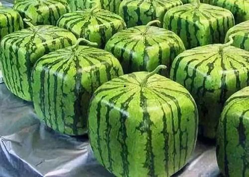 知文吃瓜,揭秘娱乐圈背后的故事与真相