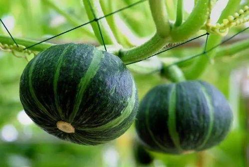 勉费吃瓜,共享生活乐趣的甜蜜体验