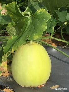 勉费吃瓜,共享生活乐趣的甜蜜体验