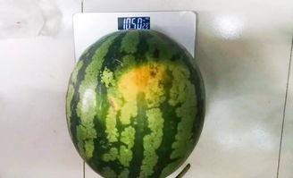 勉费吃瓜,共享生活乐趣的甜蜜体验