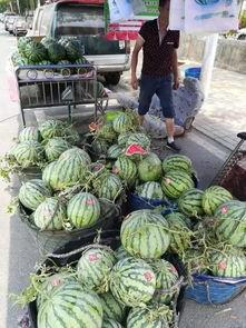 任丘河间吃瓜事件,揭秘网络谣言背后的真相