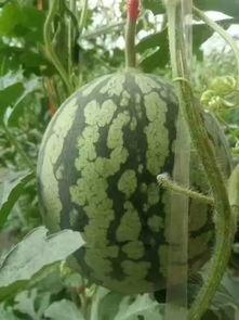 任丘河间吃瓜事件,揭秘网络谣言背后的真相