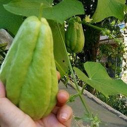 呃佛手瓜怎么吃,探索美味与健康的完美结合