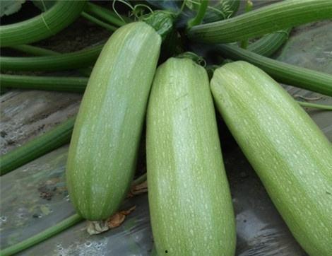 移植可以吃福寿瓜吗,移植术后福寿瓜的适宜性探讨