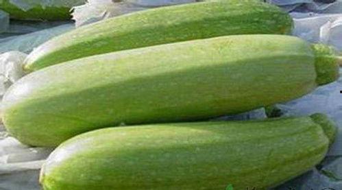 白瓜怎么吃最好,解锁最佳食用之道