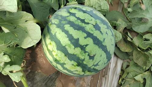 大红吃瓜,揭秘娱乐圈那些不为人知的幕后故事