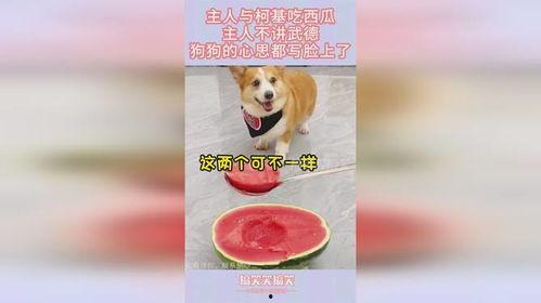 吃瓜狗和主人