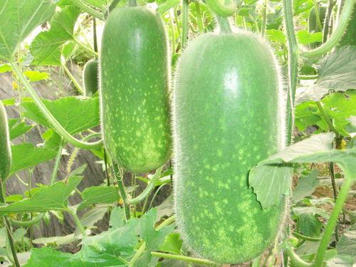 吃瓜群众素菜视频大全,吃瓜群众视频大全精选