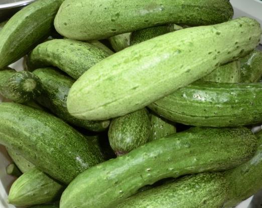 绞瓜长黄吃还是长青吃