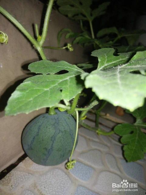 如何种吃瓜,轻松种植，尽享夏日清凉美味