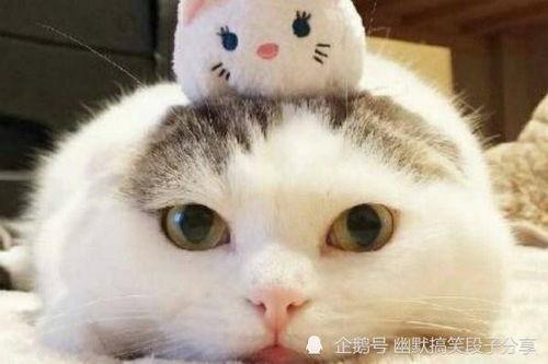 《白猫》少女吃瓜图片,揭秘校园风云背后的秘密