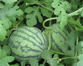 孕妇可以吃白密瓜吗,孕妇可以吃白密瓜吗？营养与安全解析