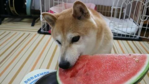 吃瓜的柴犬,萌态十足，揭秘狗狗的“美食”世界