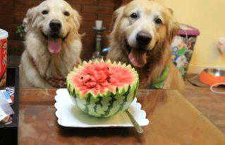 狗可以吃蓝瓜,狗狗的新宠美食揭秘