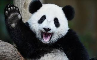 重重熊猫吃瓜群众,揭秘网络时代的趣味现象