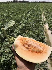 绿洲世界吃瓜地方