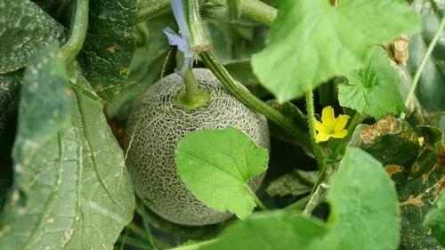 只吃里面的瓜,探寻只食瓜瓤的饮食奥秘