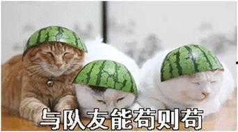 时渔吃瓜宝典,揭秘娱乐圈幕后真相与趣味故事  第2张