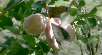 深山吃瓜小姐,吃瓜小姐的神秘探险之旅