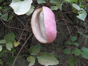 深山吃瓜小姐,吃瓜小姐的神秘探险之旅  第2张