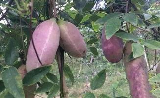 深山吃瓜小姐,吃瓜小姐的神秘探险之旅  第3张