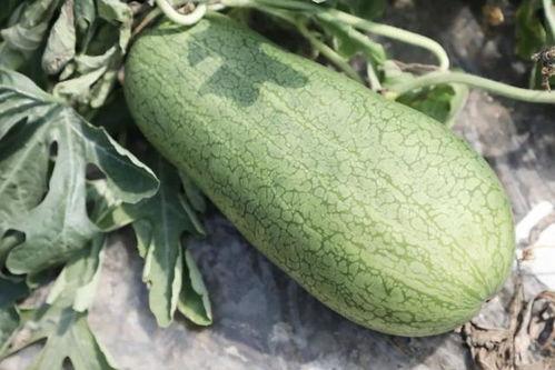 夏吃瓜的瓜有哪些,夏吃瓜的多样选择