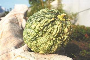 梦见在老家摘瓜吃瓜,瓜香四溢的摘瓜记忆