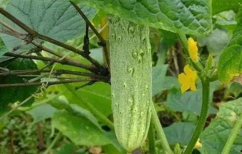 梦见在老家摘瓜吃瓜,瓜香四溢的摘瓜记忆  第3张