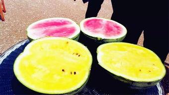 吃瓜爆料蘑菇,吃瓜爆料蘑菇带你探秘明星幕后故事