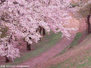 嫩草樱花吃瓜  第3张