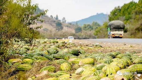 疫情时吃瓜,揭秘网络舆论的狂欢与反思