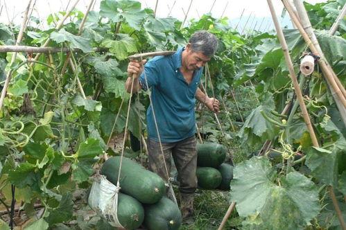 疫情时吃瓜,揭秘网络舆论的狂欢与反思  第2张