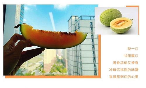 蜜瓜网纹瓜孕妇可以吃吗,孕妇食用指南与注意事项  第3张