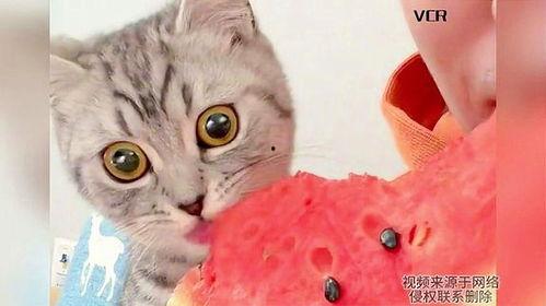猫咪吃瓜会怎样,揭秘瓜果对猫咪的影响与注意事项  第2张