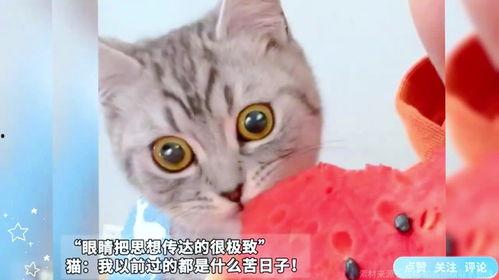 猫咪吃瓜会怎样,揭秘瓜果对猫咪的影响与注意事项  第3张
