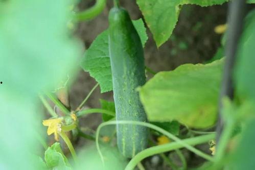 吃瓜摘菜  第1张