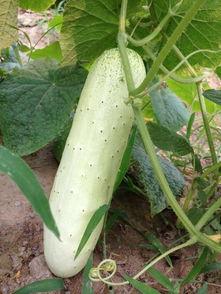吃瓜摘菜  第3张