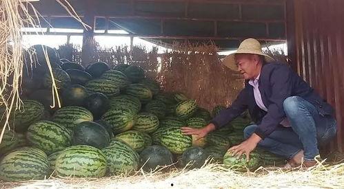峨边吃瓜群众  第3张